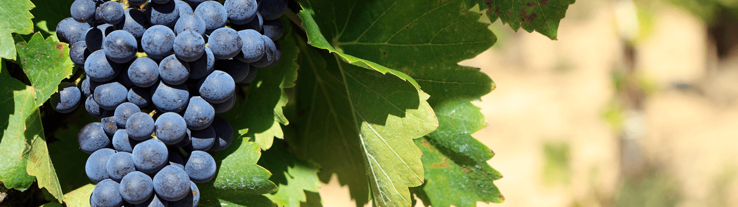 Grapes
